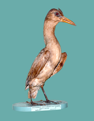 NIGHT HERON