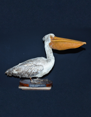 THE GREY PELICAN