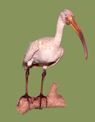 WHITE IBIS