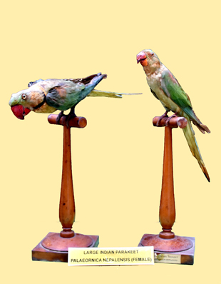 PARROTS