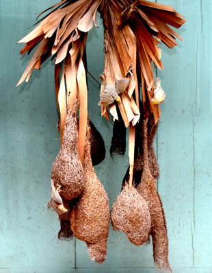 WEAVER BIRDS