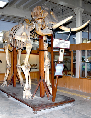 SKELETON OF ELEPHANT