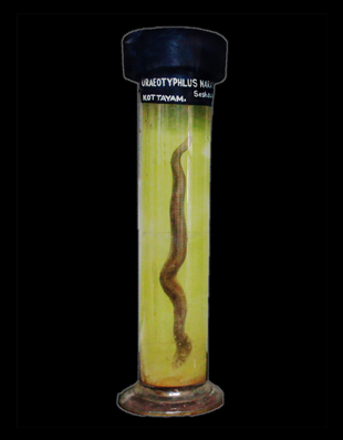 URAEOTYPHLUS NARAYANI
