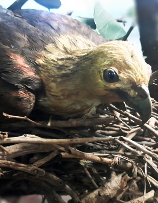 THE BRAHMINY KITE