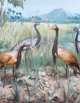 DEMOISELLE CRANE