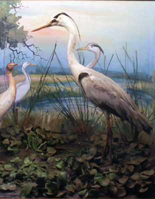 EGRETS AND GREY HERONS
