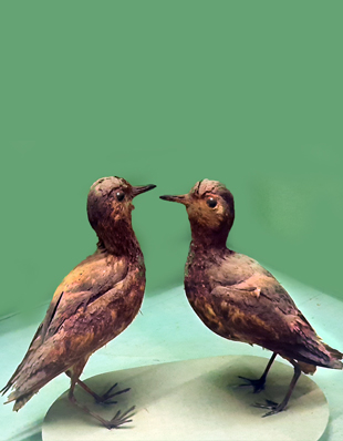 GOLDEN PLOVER