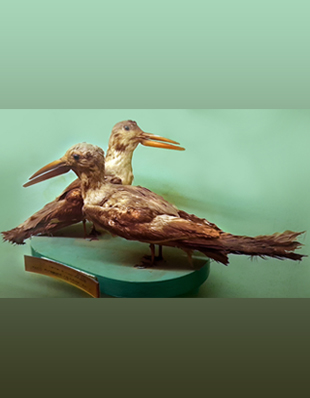 SCISSOR – BILLS (THE INDIAN SKIMMER)